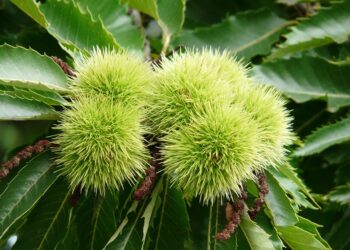 Essential Survival Skills: How to Purify River Water for Your Next Adventure