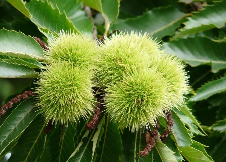 Essential Survival Skills: How to Purify River Water for Your Next Adventure