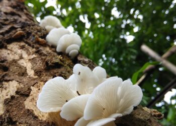 Essential Tips on How to Find Clean Water While Hiking