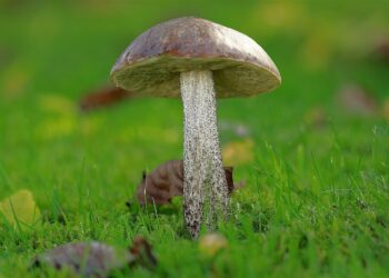 Unlocking the Power of Turmeric: Nature's Answer to Your Health Woes