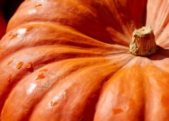 Essential Tips for Mastering Emergency Food Procurement Survival