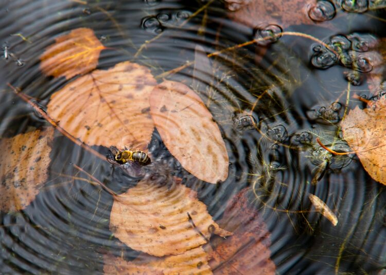 Ultimate Guide to Home Fortification: Protect Your Sanctuary