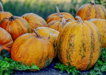 Survival Skills: How to Find Food in the Wilderness