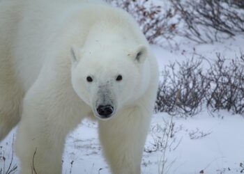 Essential Tips for Crafting Your Survival Family Emergency Plan