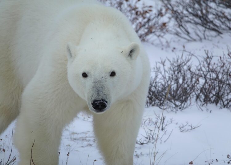 Essential Tips for Crafting Your Survival Family Emergency Plan