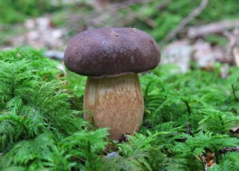 Mastering Off Grid Food Sourcing Tips: How to Secure Your Sustainable Food Supply