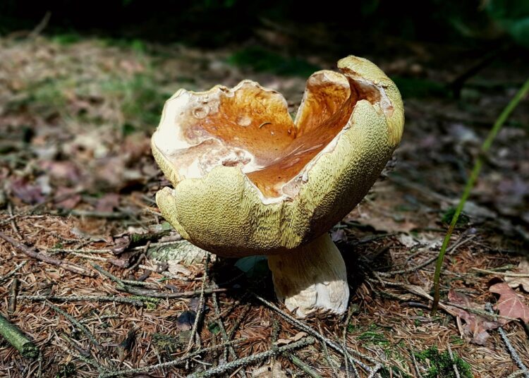 Ultimate Guide to Survival Rainwater Collection Setup: A Beginner's Toolkit