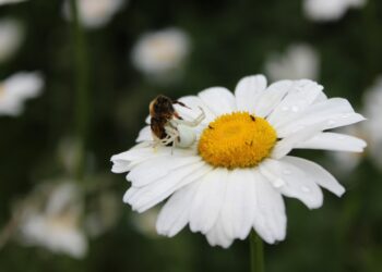 Master Wilderness Emergency Readiness Tips: Essential Skills for Outdoor Enthusiasts