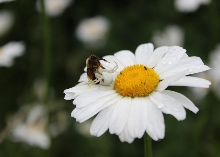 Master Wilderness Emergency Readiness Tips: Essential Skills for Outdoor Enthusiasts