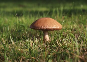 Survival Water Filtration in the Wild: Essential Techniques for Safe Drinking