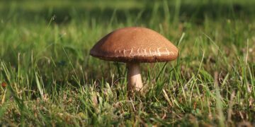 Survival Water Filtration in the Wild: Essential Techniques for Safe Drinking