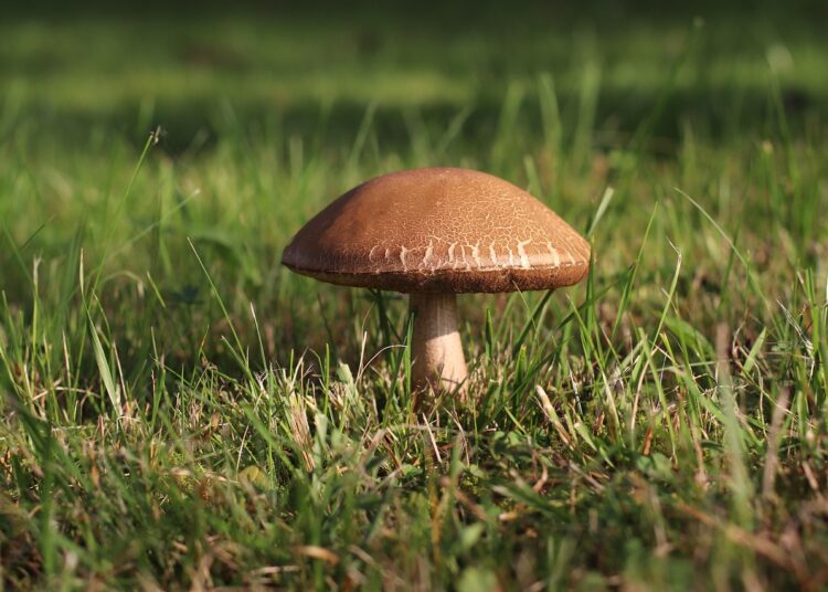 Survival Water Filtration in the Wild: Essential Techniques for Safe Drinking