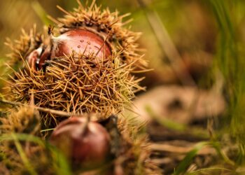 Survival Skills: How to Find Drinking Water in the Forest