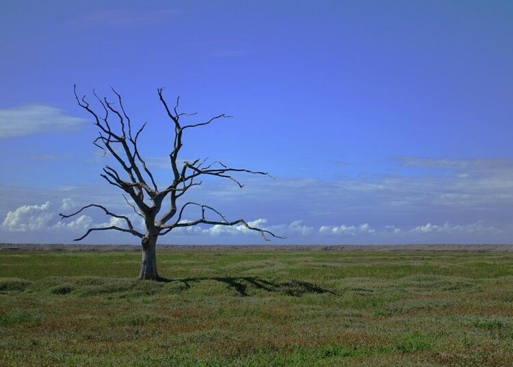 Essential Gear for Backcountry Emergency Preparedness Basics: What You Need to Know