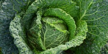 7 Essential Off Grid Water Collection Methods for Sustainable Living