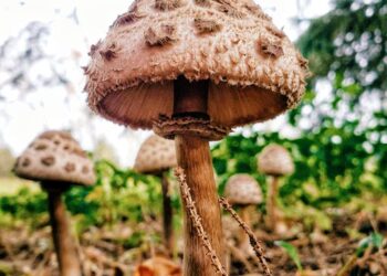 Ultimate Guide: How to Purify River Water for Survival