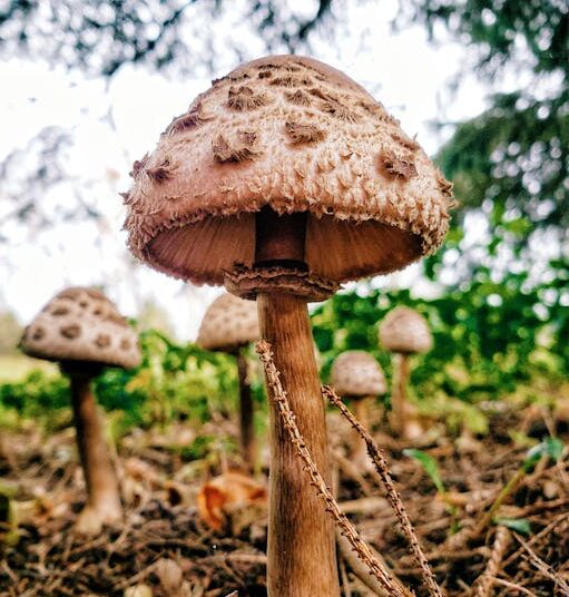 Ultimate Guide: How to Purify River Water for Survival