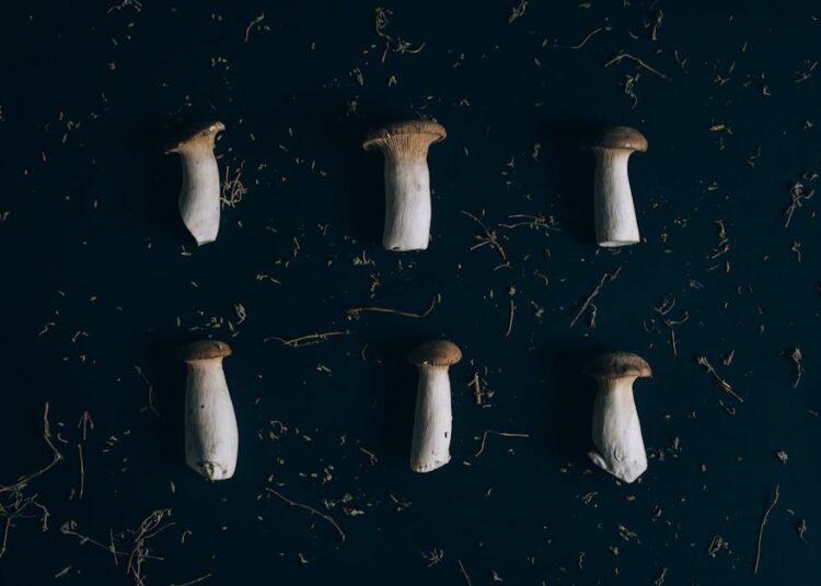 Top 10 Off Grid Food Sourcing Tips for Sustainable Living