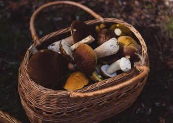 Essential Wilderness Survival Food List: Top 10 Must-Haves