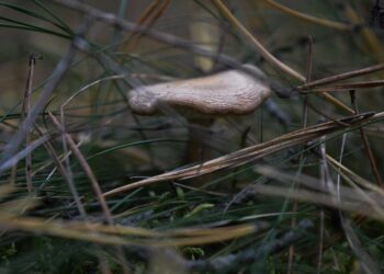 Top 10 Strategies for Emergency Food Procurement Survival