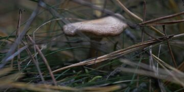 Top 10 Strategies for Emergency Food Procurement Survival