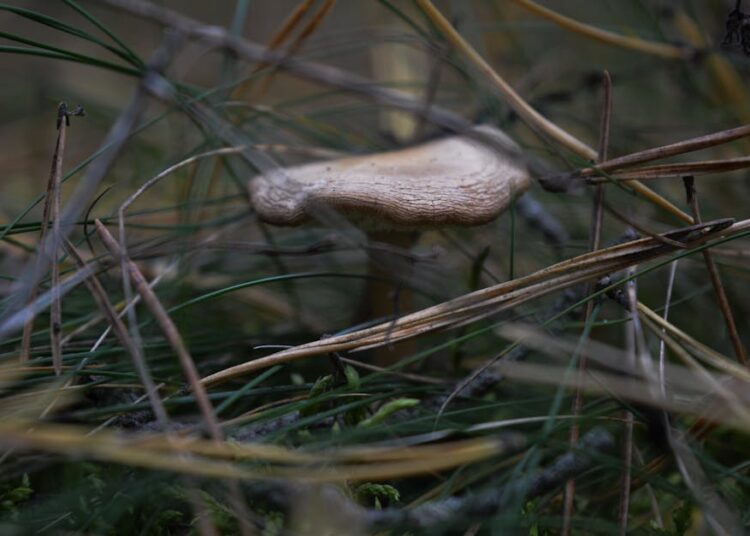 Top 10 Strategies for Emergency Food Procurement Survival