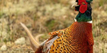 Mastering Survival Hunting Small Game Basics: 5 Essential Techniques