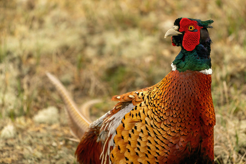 Mastering Survival Hunting Small Game Basics: 5 Essential Techniques